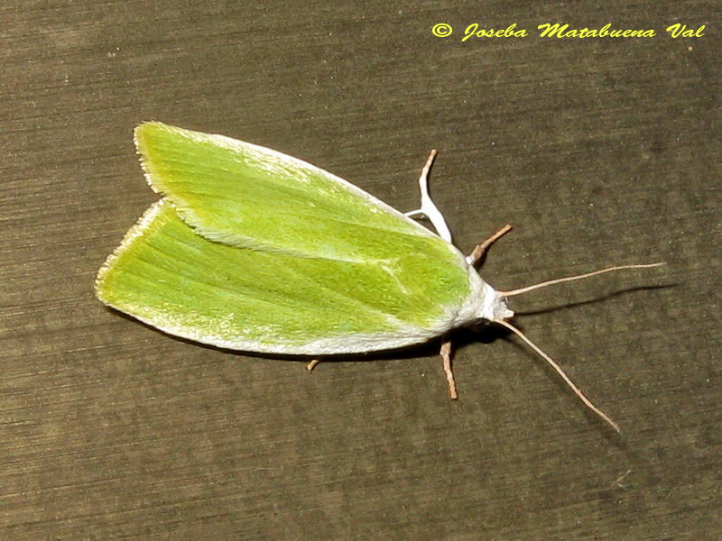 Earias insulana, Nolidae - No, E. clorana